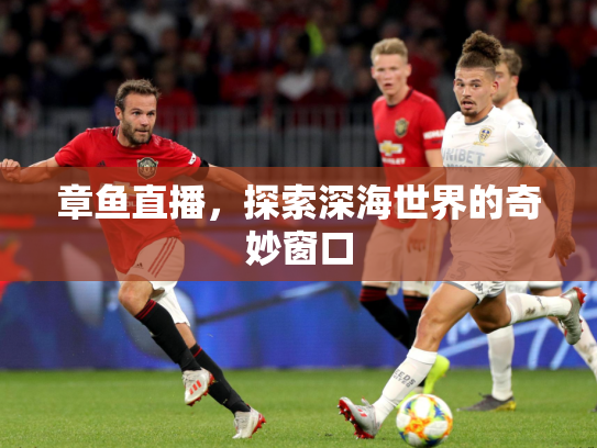 章鱼直播，探索深海世界的奇妙窗口