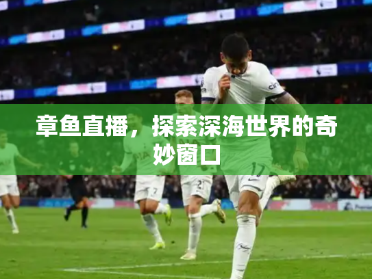 章鱼直播，探索深海世界的奇妙窗口