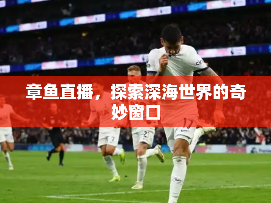 章鱼直播，探索深海世界的奇妙窗口