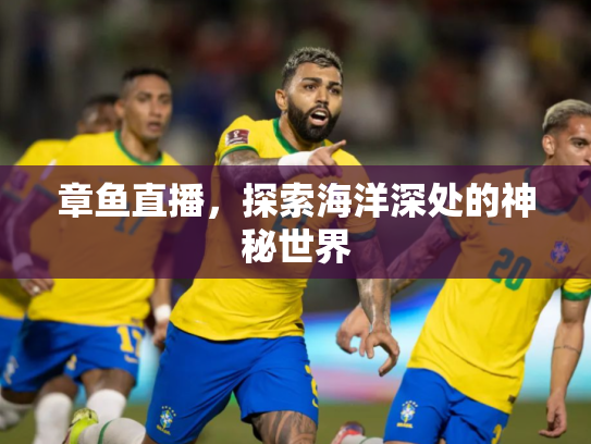 章鱼直播，探索海洋深处的神秘世界