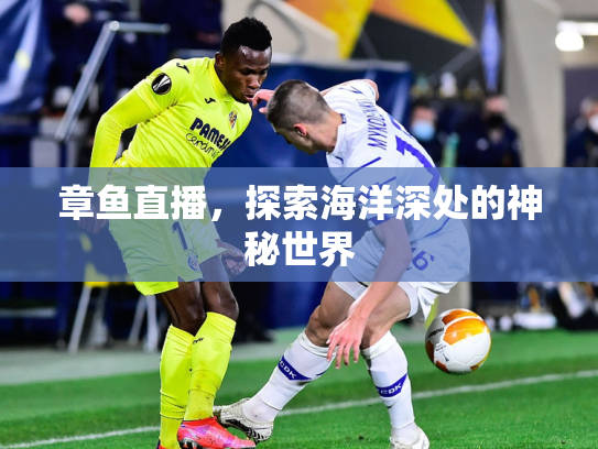 章鱼直播，探索海洋深处的神秘世界