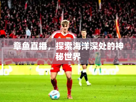 章鱼直播，探索海洋深处的神秘世界