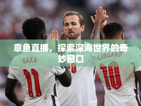 章鱼直播，探索深海世界的奇妙窗口