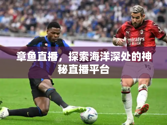 章鱼直播，探索海洋深处的神秘直播平台