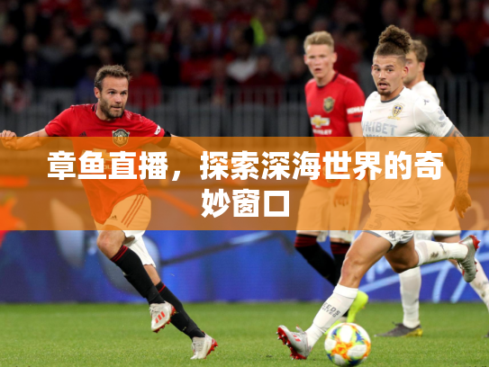 章鱼直播，探索深海世界的奇妙窗口