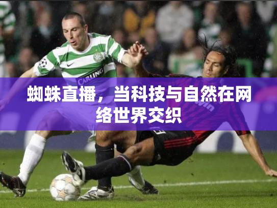 蜘蛛直播，当科技与自然在网络世界交织