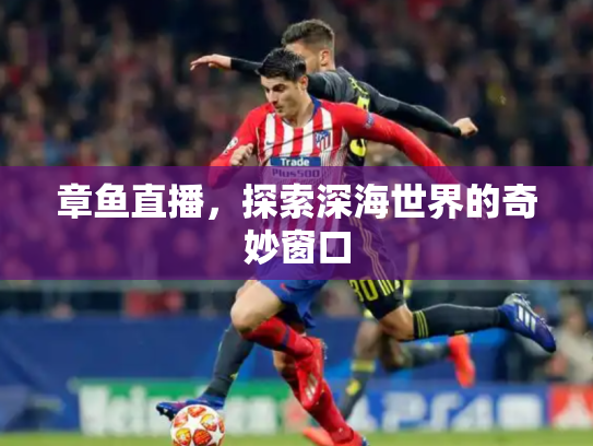 章鱼直播，探索深海世界的奇妙窗口