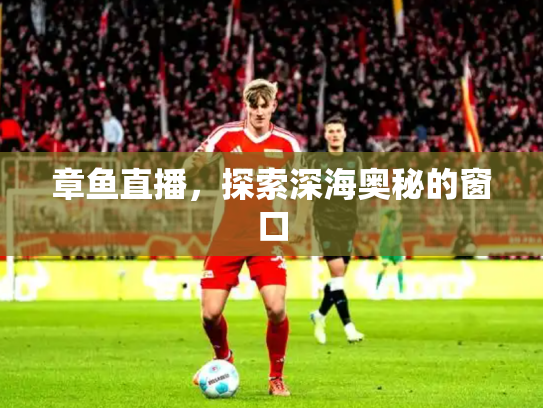 章鱼直播，探索深海奥秘的窗口
