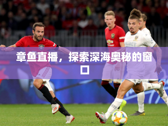章鱼直播，探索深海奥秘的窗口