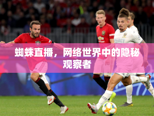 蜘蛛直播，网络世界中的隐秘观察者